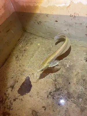 Silver Arowana Fish