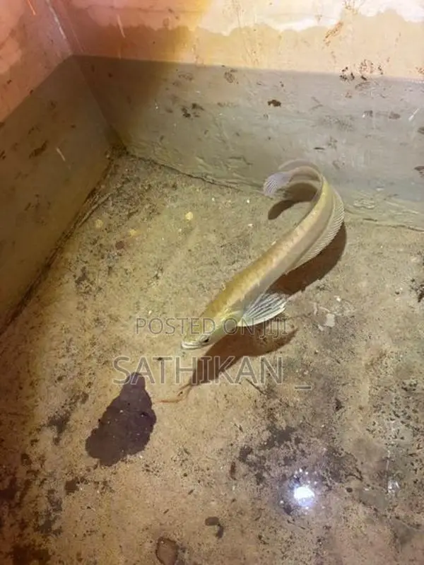 Silver Arowana Fish