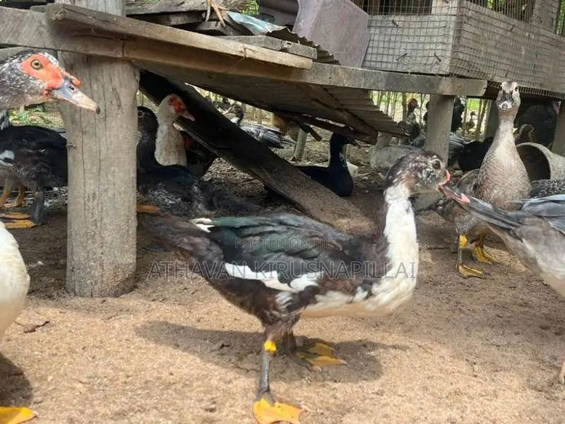 DUCKS