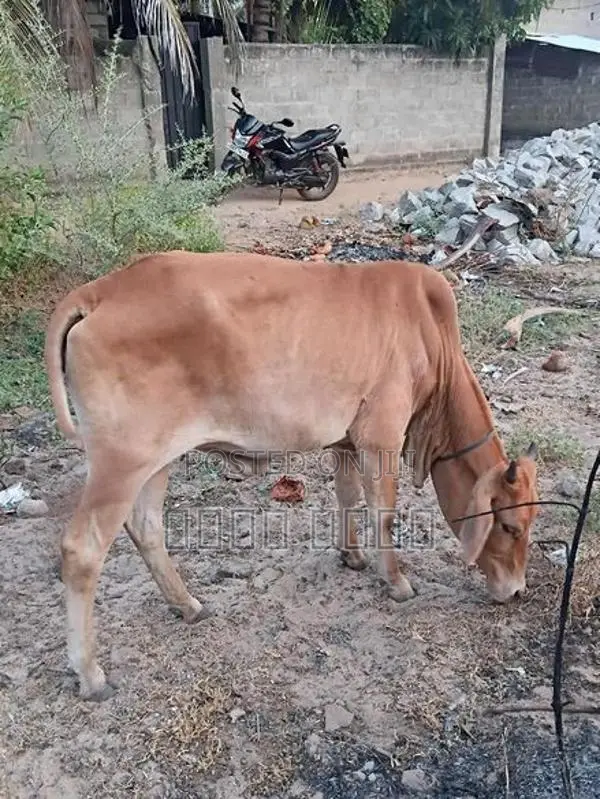 Cow for Sale