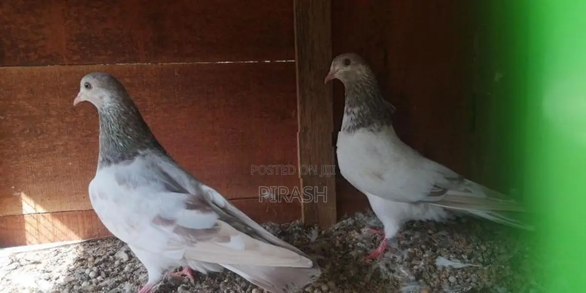 Pigeons