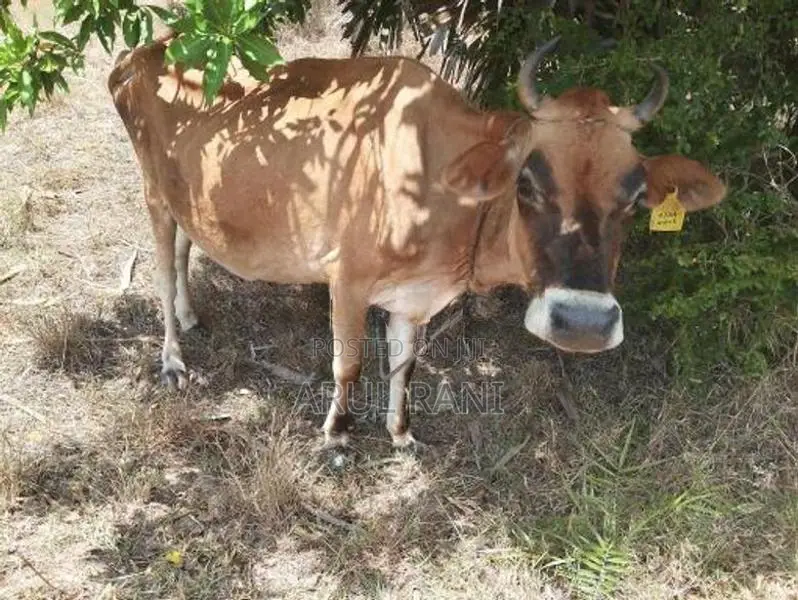Farm Cows
