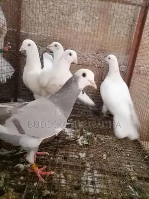 Pigeons