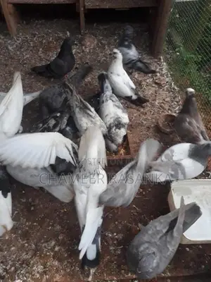 Pigeons