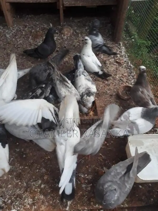 Pigeons