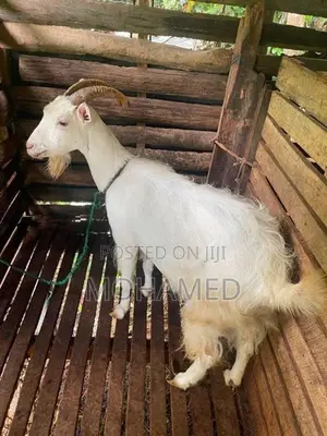 Saanen Goat