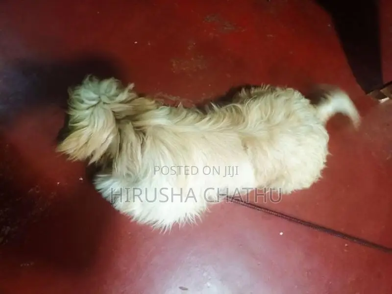 Shih Tzu Puppy