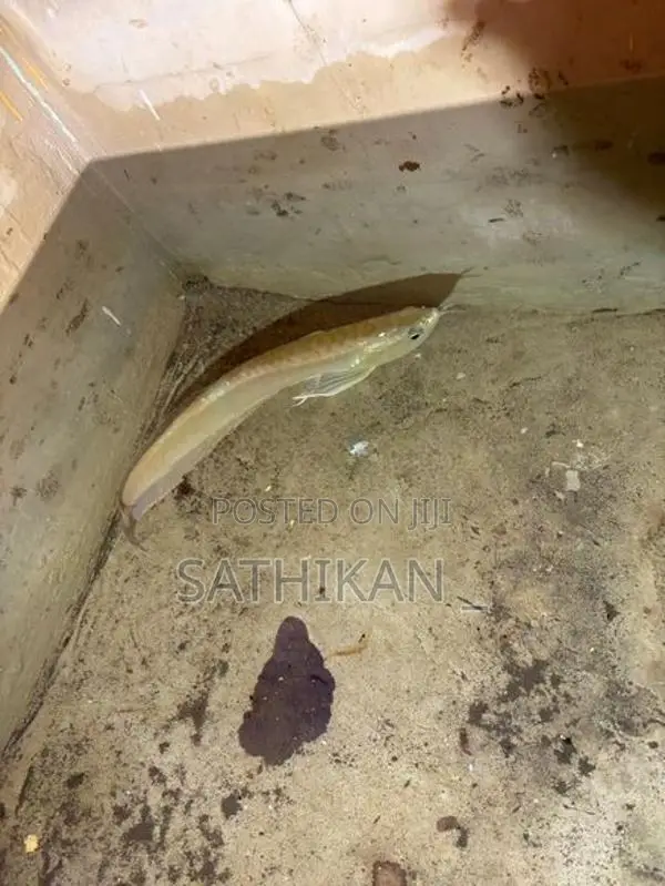 Silver Arowana Fish