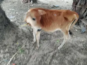 Farm Cows