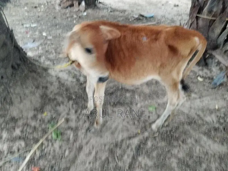 Farm Cows