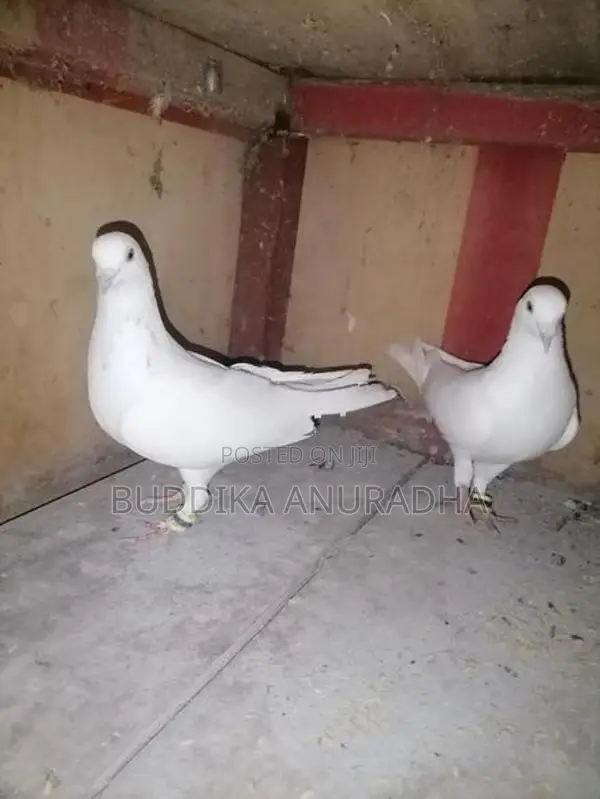 Pigeons