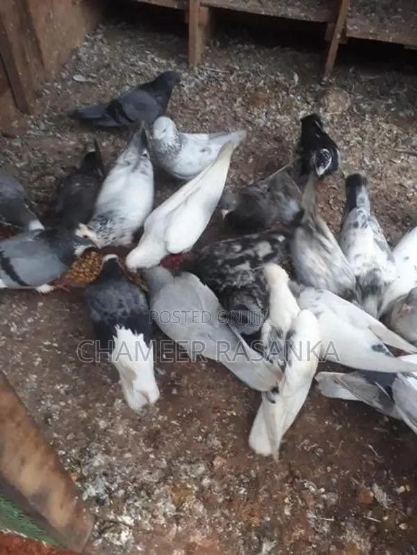 Pigeons