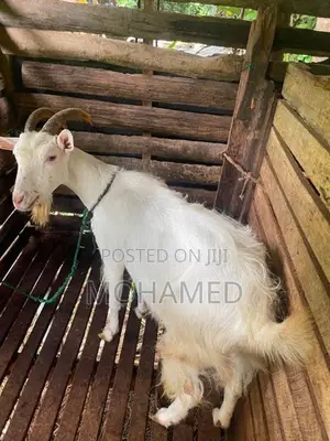 Saanen Goat