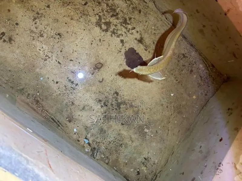 Silver Arowana Fish