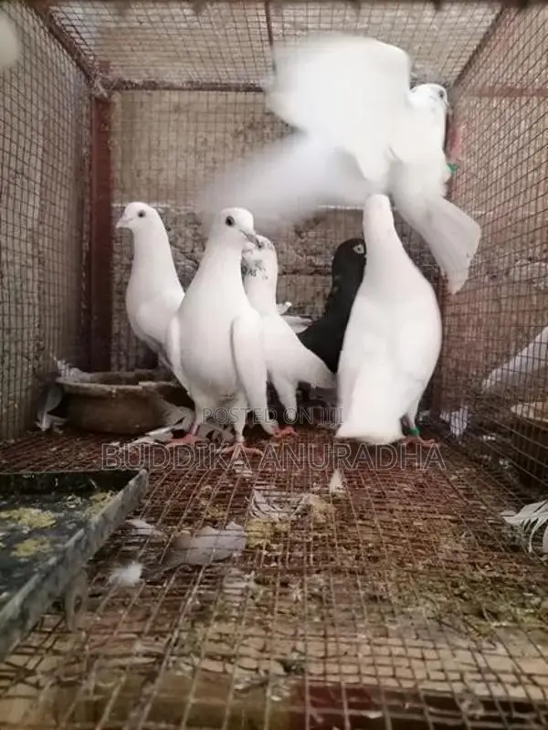 Pigeons
