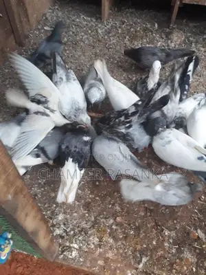 Pigeons