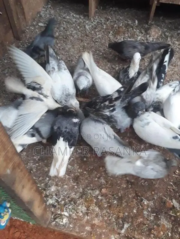 Pigeons
