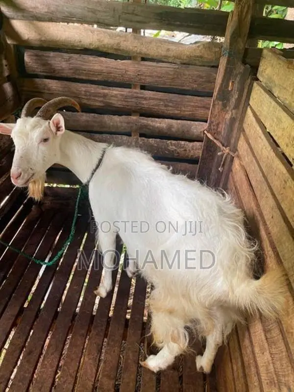 Saanen Goat