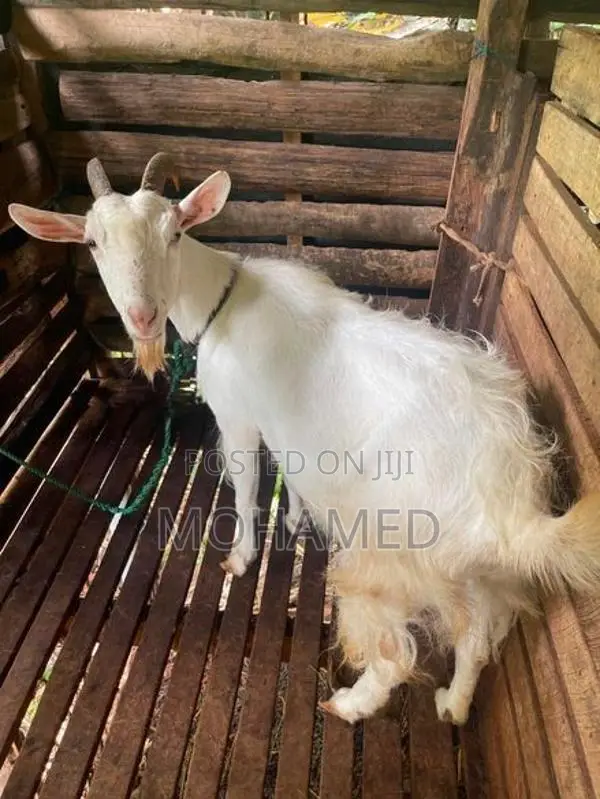Saanen Goat
