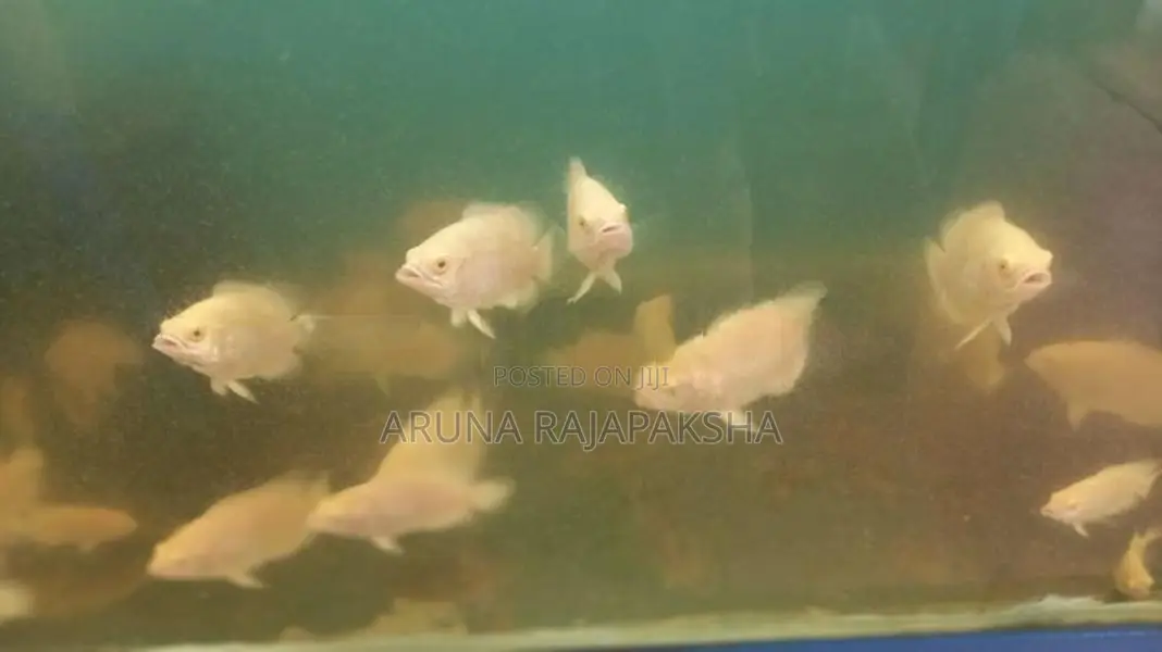Red eye Albino tiger Oscar