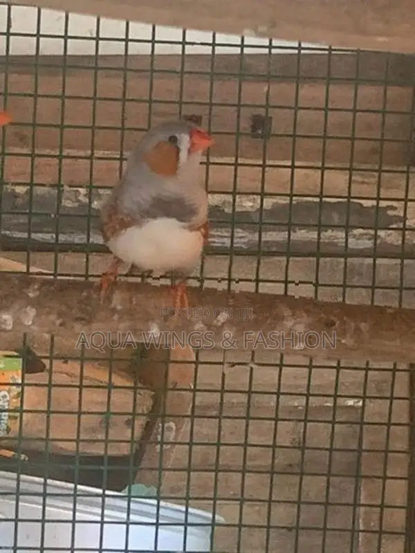 Finches Birds