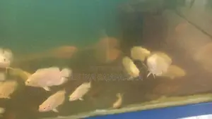 Red eye Albino tiger Oscar