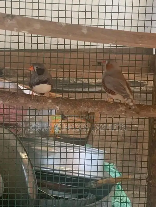 Finches Birds