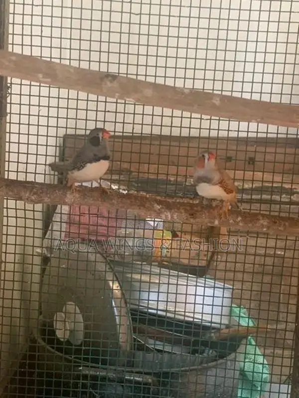 Finches Birds