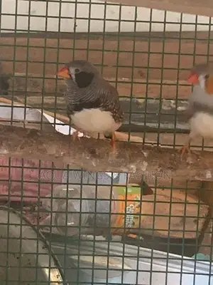 Finches Birds