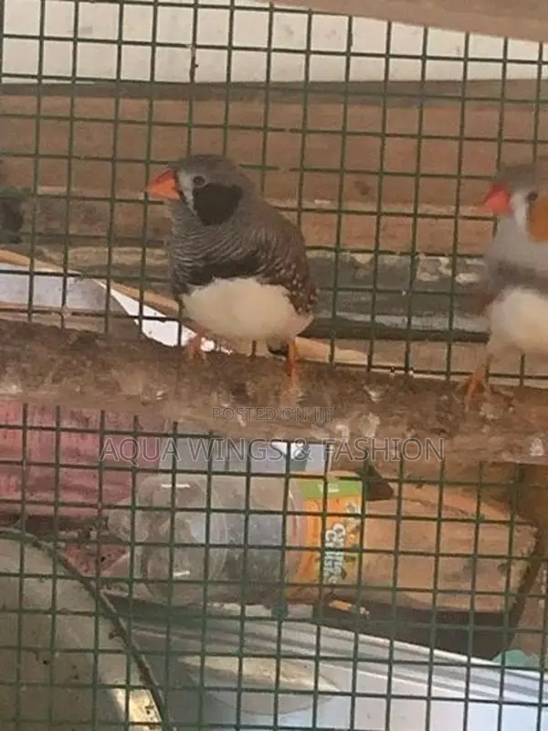 Finches Birds