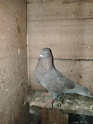 Pigeons