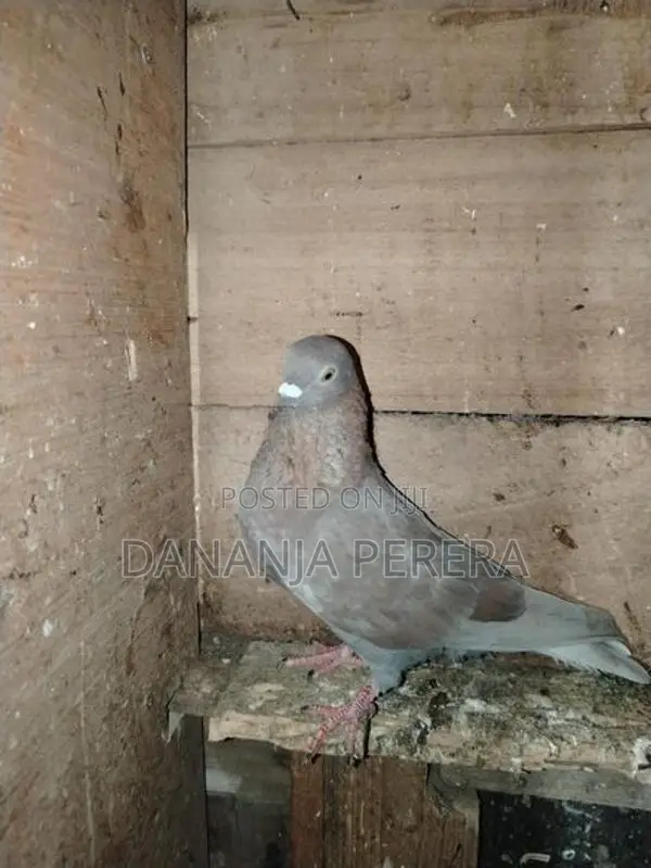 Pigeons