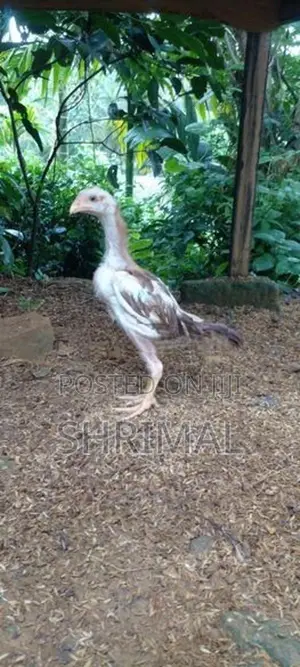 Shamo Rooster