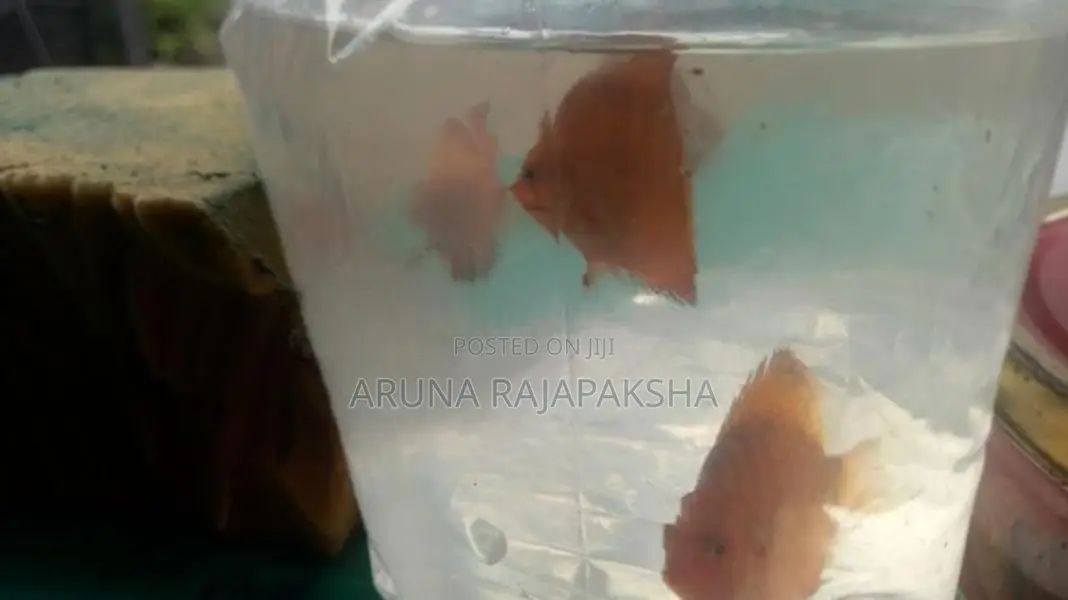 Discuss Fish