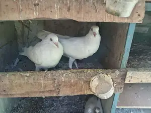 Indian Pigeons