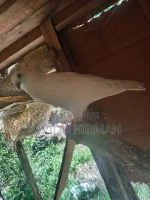 Indiyan pigeon
