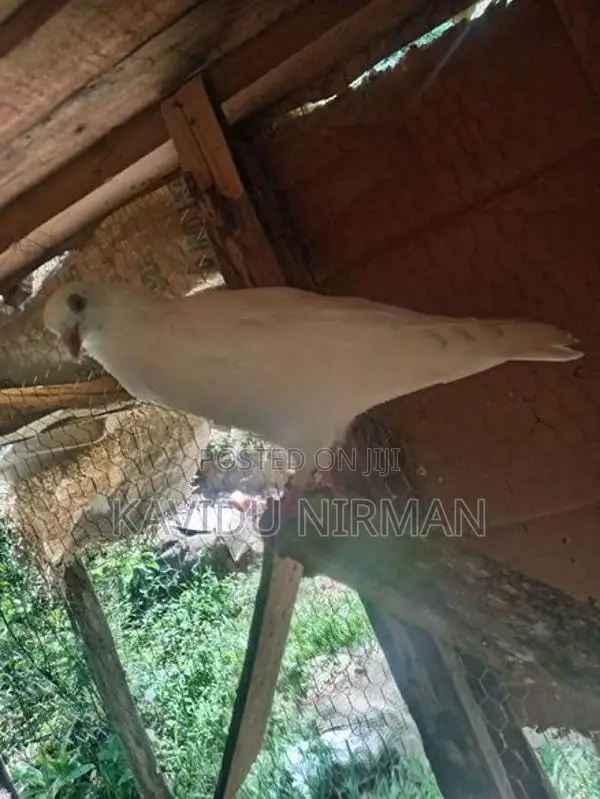 Indiyan pigeon