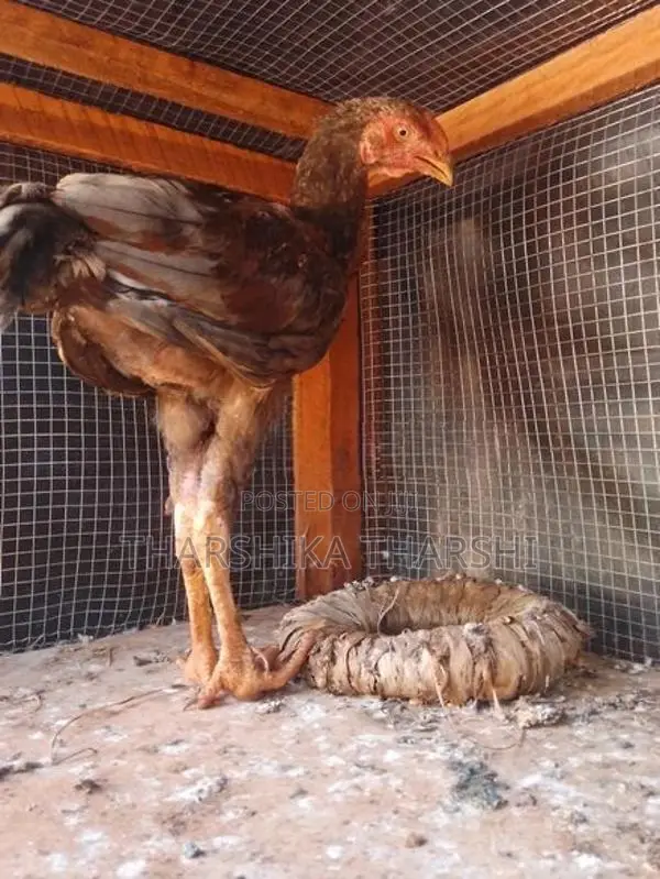 Velladiyan Rooster