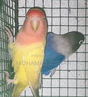 African love birds