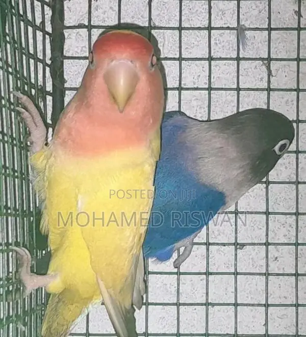 African love birds
