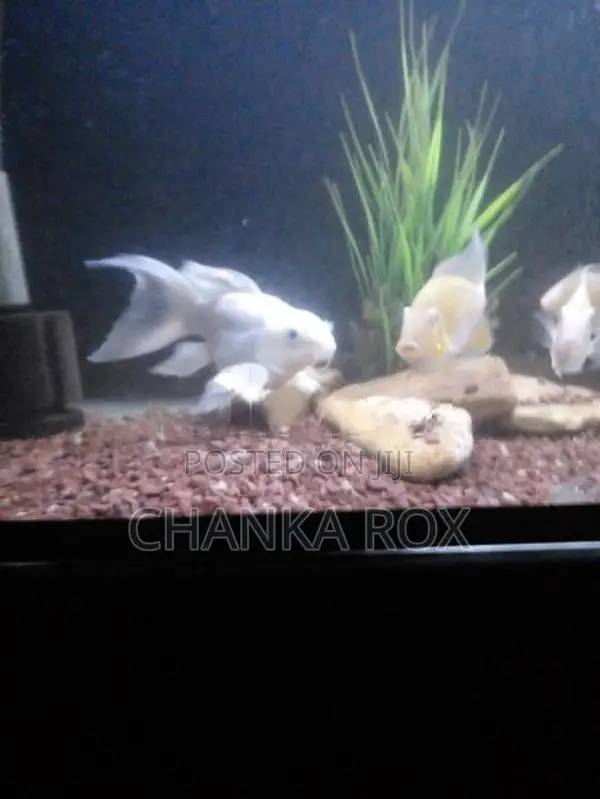 Short body platinum butterfly koi