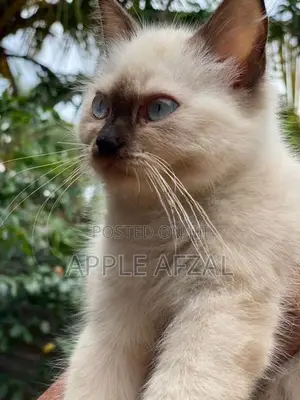 Persian Cat