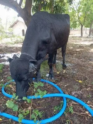 moora bull
