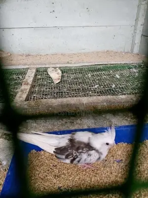 Cockatiel Pair