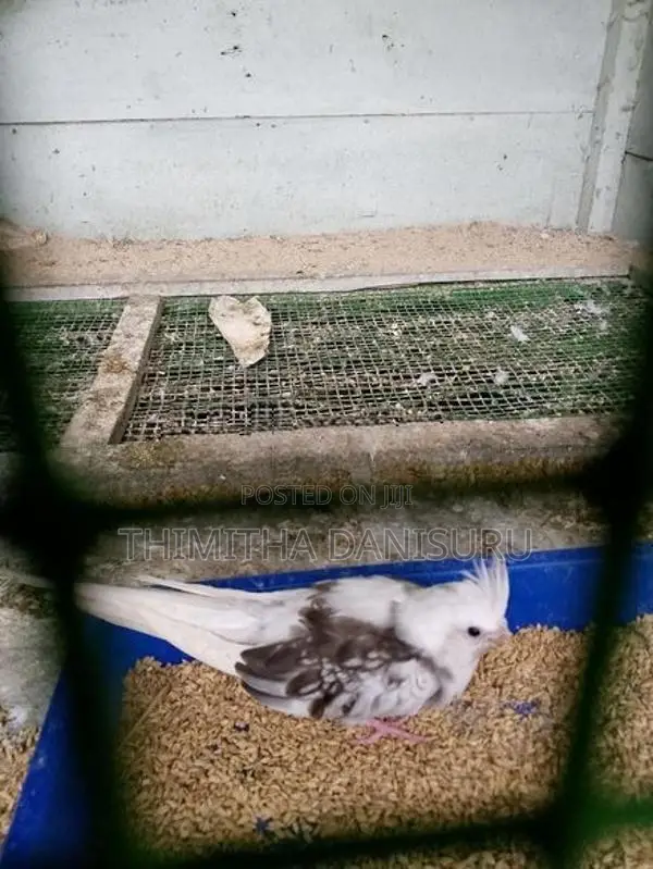 Cockatiel Pair