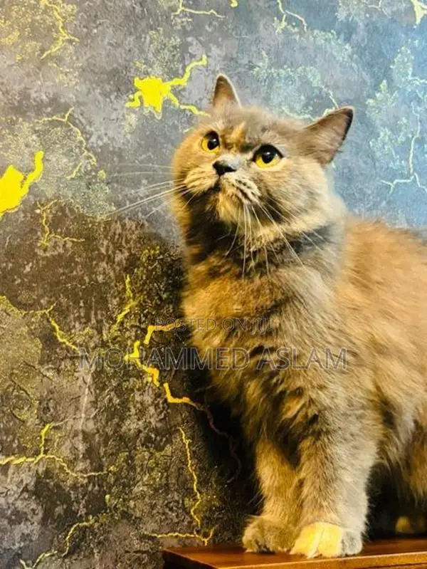 Persian Cat