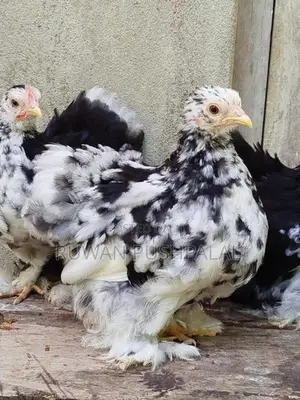 කොචින් කුකුලන්