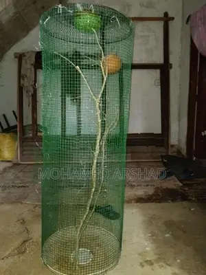 Bird Cage