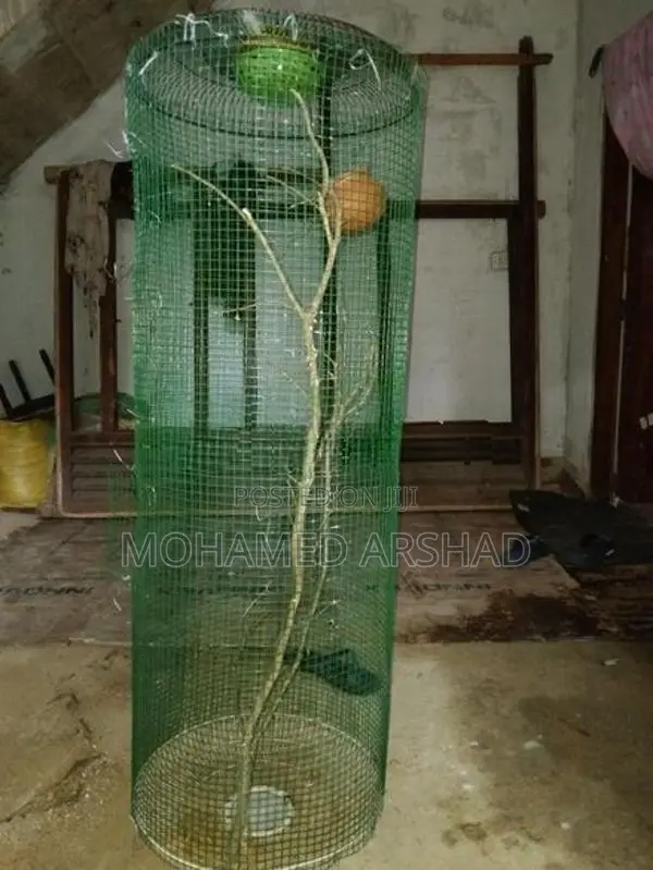 Bird Cage