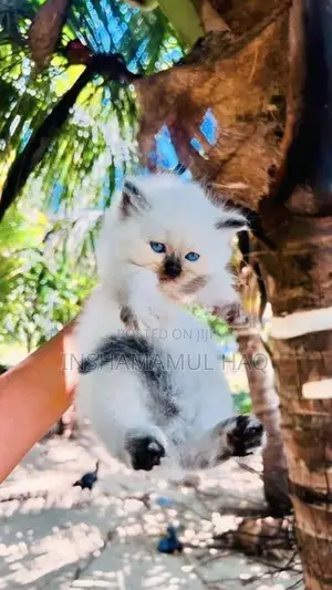 Persian Cat